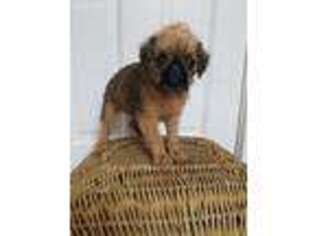 Brussels Griffon Puppy for sale in Badger, IA, USA