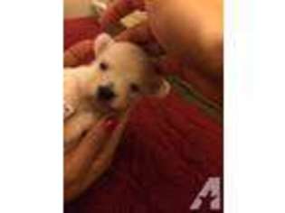 Havanese Puppy for sale in SAN MARCOS, CA, USA