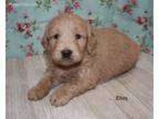 Goldendoodle Puppy for sale in Rocky Comfort, MO, USA