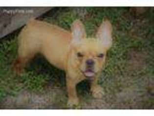 French Bulldog Puppy for sale in Ormond Beach, FL, USA