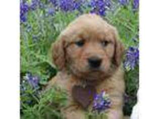 Golden Retriever Puppy for sale in Hallettsville, TX, USA