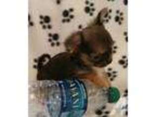 Chihuahua Puppy for sale in RIDGEFIELD, WA, USA