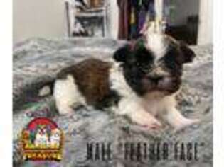 Mutt Puppy for sale in Albany, NY, USA