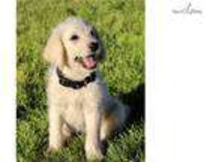 Labradoodle Puppy for sale in Saint George, UT, USA