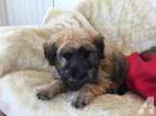 Soft Coated Wheaten Terrier Puppy for sale in RAMONA, CA, USA