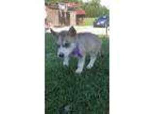 Siberian Husky Puppy for sale in Germantown, MD, USA