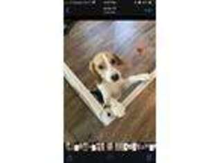 Beagle Puppy for sale in Maricopa, AZ, USA