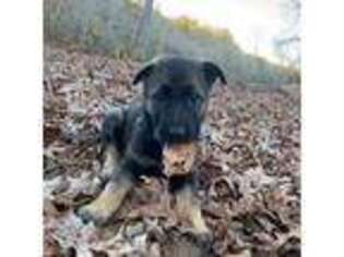 German Shepherd Dog Puppy for sale in Mooresboro, NC, USA
