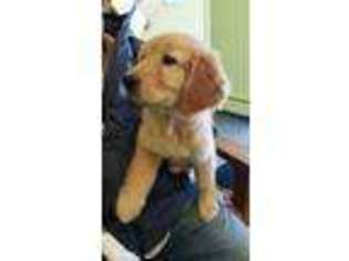 Golden Retriever Puppy for sale in Pelham, NH, USA