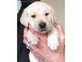 Labrador Retriever Puppy for sale in Sandy, UT, USA