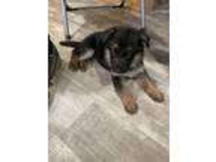 German Shepherd Dog Puppy for sale in Cochranton, PA, USA