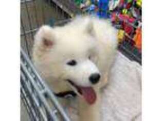 Samoyed Puppy for sale in Duluth, GA, USA