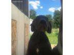 Great Dane Puppy for sale in Fort Wayne, IN, USA