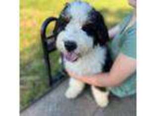 Mutt Puppy for sale in Alexandria, KY, USA
