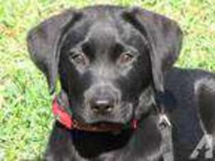 Labrador Retriever Puppy for sale in CRYSTAL, MI, USA