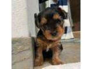 Yorkshire Terrier Puppy for sale in Visalia, CA, USA