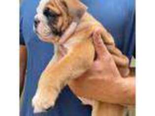 Bulldog Puppy for sale in Cypress, TX, USA