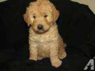 Goldendoodle Puppy for sale in WHEELER, IL, USA
