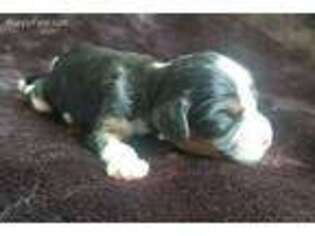 Cavalier King Charles Spaniel Puppy for sale in Holden, MO, USA