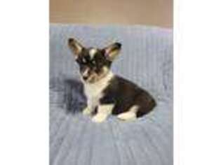Pembroke Welsh Corgi Puppy for sale in Clarksville, TX, USA