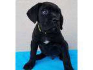 Cane Corso Puppy for sale in Deming, NM, USA