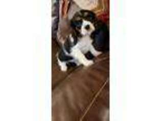Cavalier King Charles Spaniel Puppy for sale in Shelton, WA, USA
