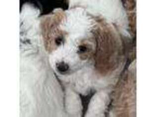 Mutt Puppy for sale in Temecula, CA, USA