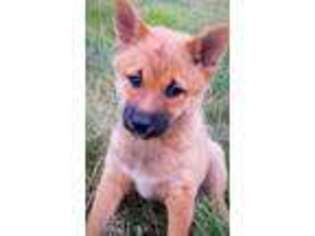 Shiba Inu Puppy for sale in Snohomish, WA, USA