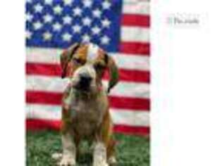 Beabull Puppy for sale in Fort Wayne, IN, USA