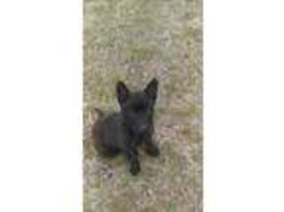 Dutch Shepherd Dog Puppy for sale in Seagrove, NC, USA