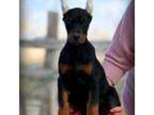 Doberman Pinscher Puppy for sale in Grand Junction, CO, USA