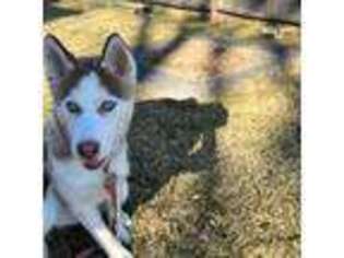 Siberian Husky Puppy for sale in Westborough, MA, USA