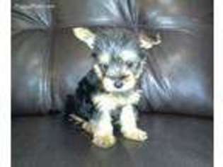 Yorkshire Terrier Puppy for sale in Saint Francisville, LA, USA