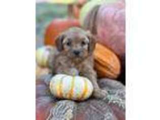 Cavapoo Puppy for sale in Wills Point, TX, USA