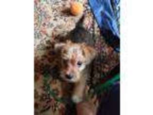 Mutt Puppy for sale in Merrimack, NH, USA
