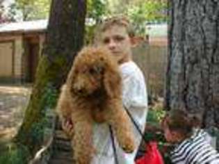 Labradoodle Puppy for sale in GRANTS PASS, OR, USA
