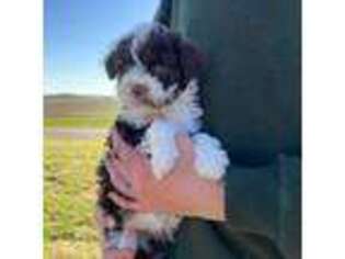 Portuguese Water Dog Puppy for sale in Quarryville, PA, USA