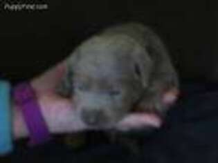 Labrador Retriever Puppy for sale in Heuvelton, NY, USA