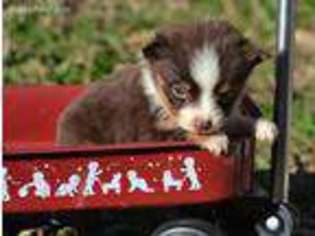 Miniature Australian Shepherd Puppy for sale in Melvern, KS, USA