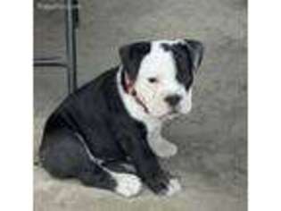 Bulldog Puppy for sale in Quincy, IL, USA
