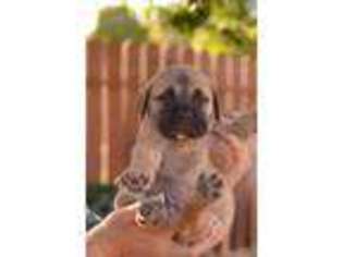 Bullmastiff Puppy for sale in Yuba City, CA, USA