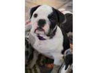 Bulldog Puppy for sale in Port Richey, FL, USA