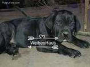 Cane Corso Puppy for sale in Hobbs, NM, USA