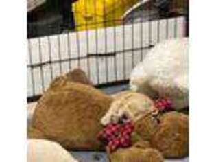 Golden Retriever Puppy for sale in Folsom, LA, USA