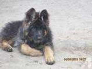 German Shepherd Dog Puppy for sale in CREWE, VA, USA