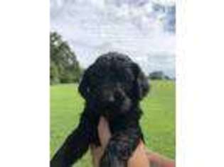 Goldendoodle Puppy for sale in Maiden, NC, USA