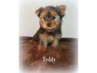 Yorkshire Terrier Puppy for sale in Olympia, WA, USA