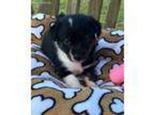 Border Collie Puppy for sale in Milton, FL, USA