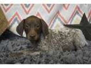 German Shorthaired Pointer Puppy for sale in Browning, MO, USA