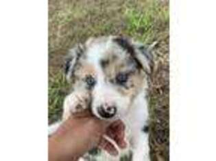 Border Collie Puppy for sale in Jonesboro, AR, USA